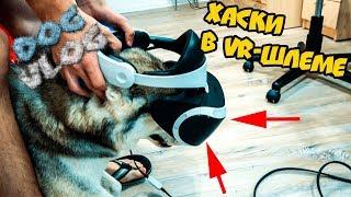 DOGVLOG: ЧТО БУДЕТ ЕСЛИ на ХАСКИ ОДЕТЬ VR-ШЛЕМ? Говорящая собака