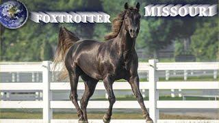 TOP Beautiful Missouri Foxtrotter Horse in the World!