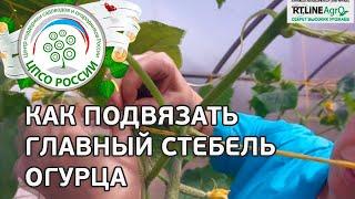  Подвязка главного стебля огурца к горизонтальной шпалере.