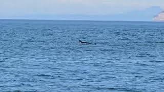 Short video of whale watching. Testing out the abilities of my phone, actually.