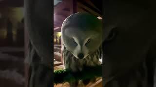 Самый бородатый и самый любопытный сов)) #музейсовушек #филосовия #owl #сова #токсово