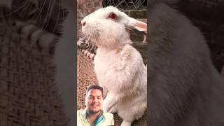 Dance Rabbit eating  cute bunny lovely #bunny#rabbitt #funny #viralvideo#video