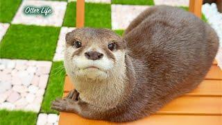 Otter Relaxing Like a Human on a Café-Style Terrace [Otter Life Day 961]