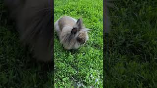 Bunny Diary: new playground #lionheadrabbit #rabbit #bunny #lionheadrabbit #bunny #rabbit #bunnies