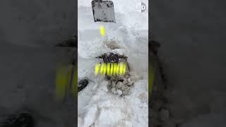 Do Animals Really Freeze in Motion? The Truth Explained!