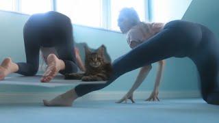 Wild kitty stretching session