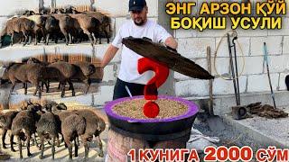 Мана Бу Усул Қўй Боқишни Энг Арзон Усули Экан #2024 #молбозор #қўй