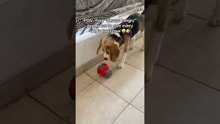 This is so much fun  #dogenrichment