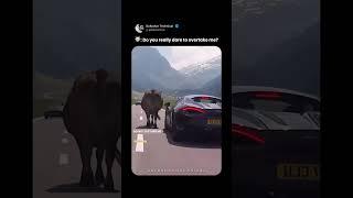 When a Cow Blocks a Supercar – Epic Moment! 