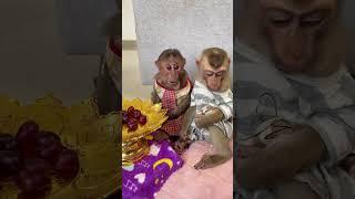 Monkey sits calmly and eats like a little wise monk! #MonkeyMood #ChillMonkey #AnimalsEating