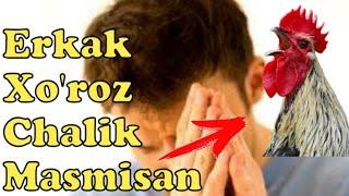 Erkak Xo'roz bo'l / Эркак хороз бол/ Ulug'bek qori/