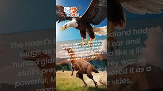 Did You Know Haast’s Eagle Hunted Giant Moa?