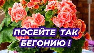 ВСЕГДА СЕЮ БЕГОНИЮ этим способом в ноябре и получаю пышноцветущие кустики! Как вырастить бегонию