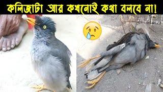 দুর্ভাগা (কথা বলা) শালিক ছানার জীবন কাহিনী | Bird Story-59 | The Life Story of Shawl Bird | Jactok