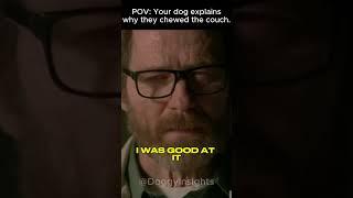 POV: Your dog explains why they chewed the couch