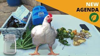 Now, Let's Go Organic - Raising Organic Chickens | Organic Poultry Farming