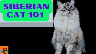 SIBERIAN CAT 101 / CAT BREEDS 101 - EVERYTHING YOU NEED TO KNOW ABOUT THE SIBERIAN!