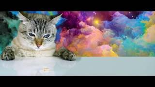 Technopath | Trip Cat | Official Music Video
