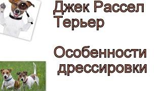 Особенности Дрессировки  джек рассела терьера. Как дрессировкать щенка джек расела