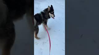 Walking The World’s Strongest Dog #live #husky #dogs #strong