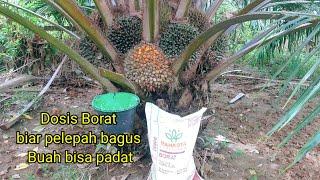 Mengapa Perlu Borat ??ini alasannya