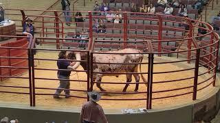 Sale of the World Record Texas Longhorn Steer - Bucklehead BCB