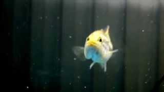 Largemouth Bass Eating Goldfish - Freshwater Monster Fish Tank