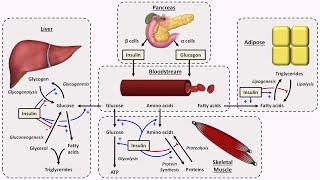 Physiology of Insulin and Glucagon