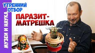 Полихета внутри полихеты - паразит-матрешка. Игорь Фадеев