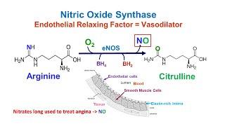 Nitric Oxide Synthesis Pathway Arginine Lowers Blood Pressure