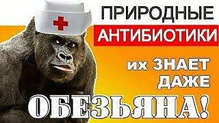 Вот Почему ПРИРОДНЫЕ АНТИБИОТИКИ Скрывают Врачи! Витамины и обмен веществ, для иммунитет и здоровье.