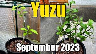 Growing Yuzu (Citrus Junos) In The UK - Late September 2023 Update