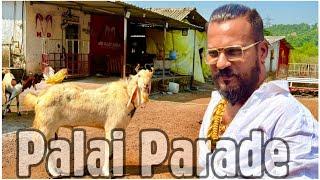 MD Goat Farm Palai Parade | Showcasing Goats of Palai Clients