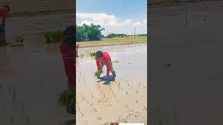 Indian farmer Nasim Tharutola Debiganj Goalpokher utter Dinajpur West Bengal