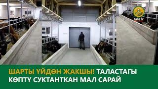 Шарты үйдөн жакшы! Таластагы мал сарай