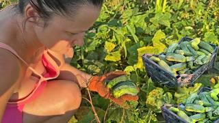 The wife collects cucumbers and prepares a vegetarian pizza. Life in the village on a small farm