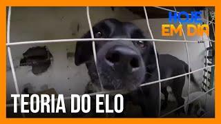 Instituto Ampara Animal e a teoria do elo