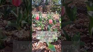 spring time garden flowers bring joy