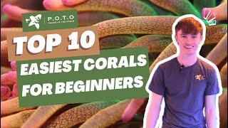 TOP 10 EASIEST Corals for Beginners - POTO 