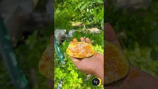 Thiruttu Manga TasteVillage Style Cooking️Village life#village #vandavasi