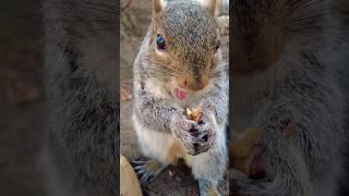 松鼠吃撐了打飽嗝的可愛瞬間｜Squirrel’s Adorable Burping Moment Caught on Camera! #squirrel #wildlife #asmr