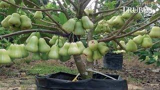 WOW! World’s Strangest Fruits - That Look Like Aliens