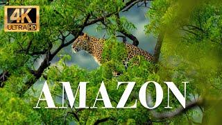 Amazon animals 4k - Wonderful wildlife movie with soothing music