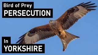 Bird of Prey Persecution in Yorkshire