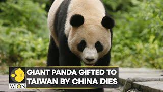 Giant Panda Tuan Tuan, gifted by China to Taiwan, dies | Top News | Pandas | International News |