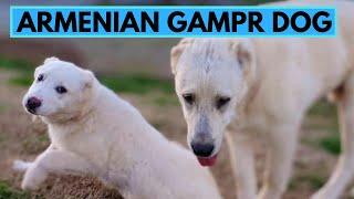 Armenian Gampr Dog - TOP 10 Interesting Facts