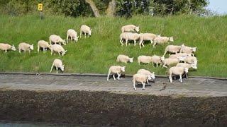 Amazing A Flock Of Sheep. Netherlands