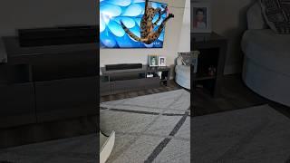 f1 savannah cat nyx - airborne