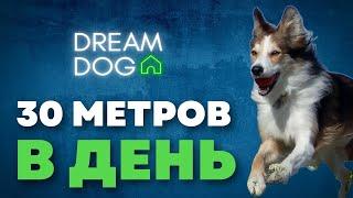 30 метров каждый день  Как правильно гулять с собакой