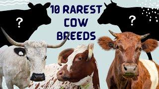 10 Rarest Cattle Cow Breeds in the United States